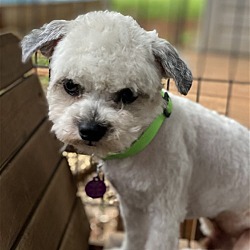 Photo of Sammy