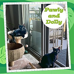 Thumbnail photo of Pawly and Dolly a bonded duo! #2