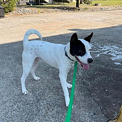 Akita Group Dallas Tx Akita Puppy For Sale Near Las Vegas, Nevada.