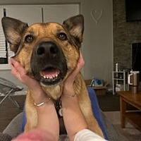 adopt a pet