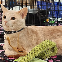 adopt a pet