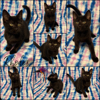 adopt-pet