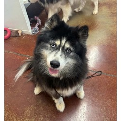 shelbyville, KY - Husky. Meet Azula a Pet for Adoption - AdoptaPet.com