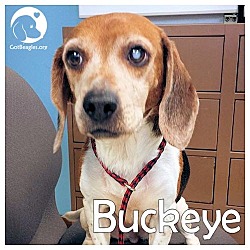 Thumbnail photo of Buckeye #1