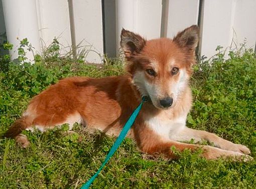 Sheltie shiba hot sale inu mix