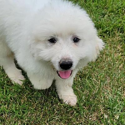 Great Pyrenees Komondor Mix Embark Dog Dna Test