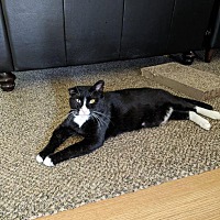 adopt a pet