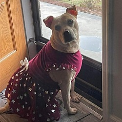Thumbnail photo of Josie Dog: not at the shelter: adoption sponsored #3