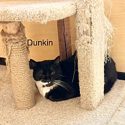 Thumbnail photo of Dunkin #4