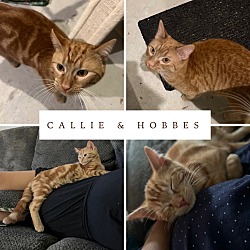 Photo of Callie & Hobbes