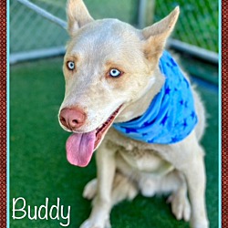 Thumbnail photo of BUDDY #2