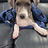 adopt a pet