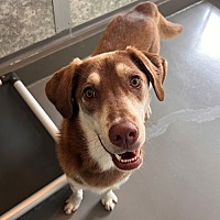 adopt a pet