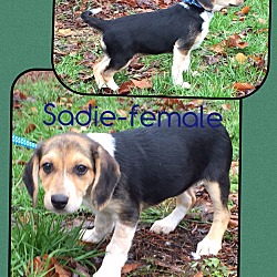 Thumbnail photo of Sadie (Pom) #3