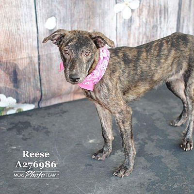 West Warwick Ri Greyhound Meet Reese A Pet For Adoption