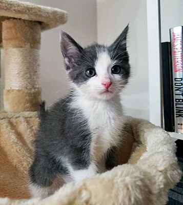 Troy Mi Hemingway Polydactyl Meet Flywheel A Pet For Adoption