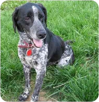 Battleground In German Shorthaired Pointer Meet Ray A Pet For