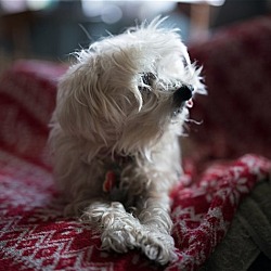 Thumbnail photo of Sammy #cheery-lap-dog #4
