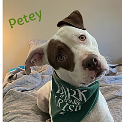 Thumbnail photo of Petey~adopted! #4