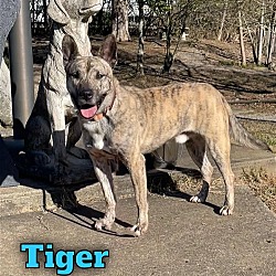 Thumbnail photo of Tiger - $25 Adoption Fee Special #2