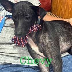 Photo of Chevy