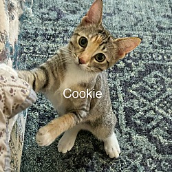 Photo of CookieQ