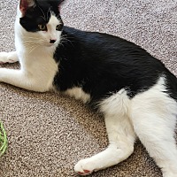 adopt a pet