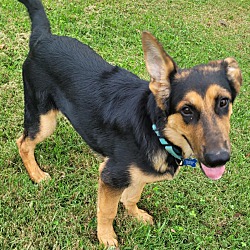 Thumbnail photo of Forest (4-6 month PUPPY) #2