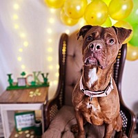 adopt a pet