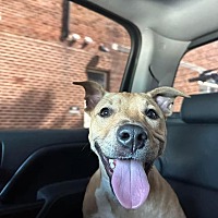 adopt a pet