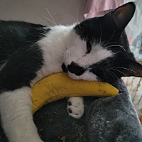adopt a pet