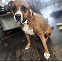 adopt a pet