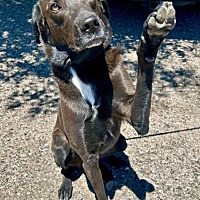 adopt a pet