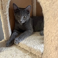 adopt a pet