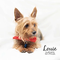 Thumbnail photo of Louie #3