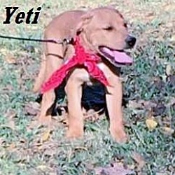 Thumbnail photo of Yeti meet me 11/11 #1