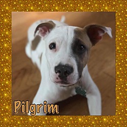 Photo of Pilgrim
