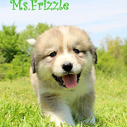 Thumbnail photo of Ms.Frizzle~adopted! #1