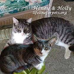 Thumbnail photo of HOLLY & HONEY #4
