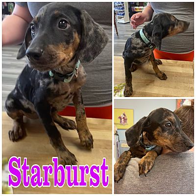 Hatfield, PA - Catahoula Leopard Dog/Plott Hound. Meet Starburst a Pet