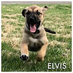 Thumbnail photo of ELVIS #1