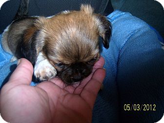 Clarksville Tn Shih Tzu Meet Star A Pet For Adoption