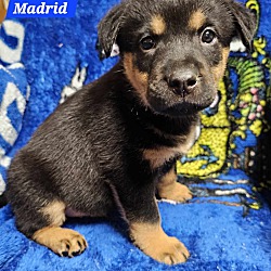 Thumbnail photo of Madrid (PUPPY) #1