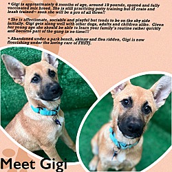 Thumbnail photo of Gigi #2