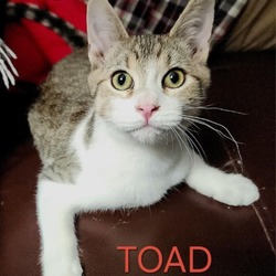 Thumbnail photo of Toad #2