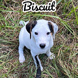 Thumbnail photo of Biscut #1