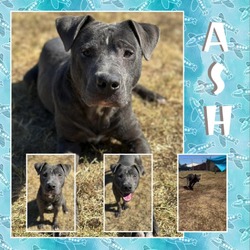 Thumbnail photo of Ash #1