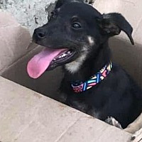 adopt a pet