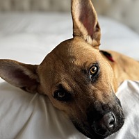 adopt a pet