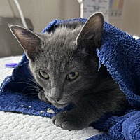adopt a pet